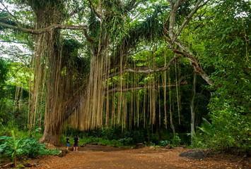 The giant banyan tree in the historical Lahaina town,Maui island, Hawaii