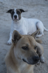 Obraz premium High view of lovely two dogs looking into the camera while relaxing on the sandy beach