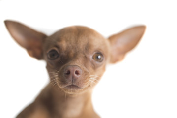 Closeup of cute miniature ginger pinscher isolated over white wall background