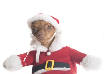 Closeup of cute miniature ginger pinscher in Santa Claus costume isolated over white wall background
