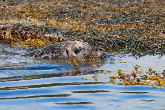 Vereinigtes K&ouml;nigreich, Schottland, Highland, Isle of Skye, Seerobben auf der Insel Skye bei Dunvegan Castle