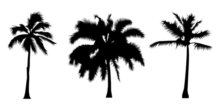 set of black silhouette coconut trees, natural sign, Flat design Vector Illustration
