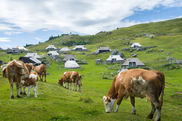 Fototapeta na wymiar Cows to Velika Planina, Julian Alps Slovenia