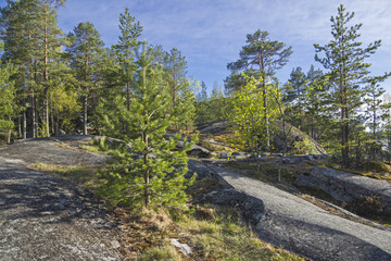 Fototapeta na wymiar Forest on the rocky shore of Lake Ladoga.