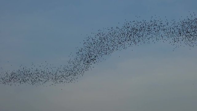 Bats swarm flying in evening sky