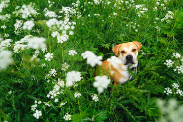 Cute dog in grass
