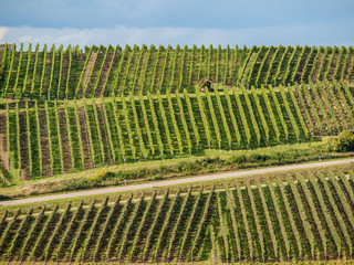 Weinberg