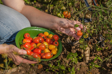 Woman Picking Small Cherry Vine Tomatoes