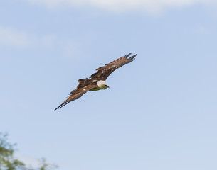 Bird of prey 2