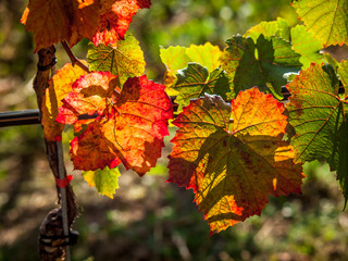 Herbstliches Weinlaub