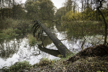 Fallen autumn tree