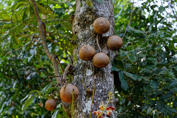 Obraz premium Couroupita guianensis, l'arbre aux boulets de canon en Guyane française