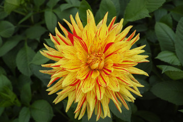 Yellow dahlia flowers Beautiful bouquet or decoration from the garden