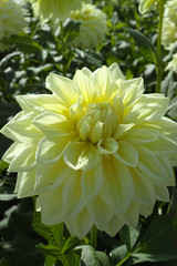 Yellow dahlia flower, Beautiful bouquet or decoration from the garden