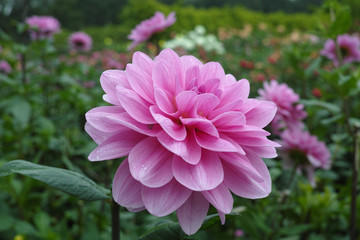 Pink rose dahlia flower, Beautiful bouquet or decoration from the garden