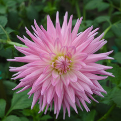 Fototapeta premium Pink rose dahlia flower, Beautiful bouquet or decoration from the garden