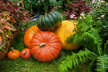 Beautiful mixed colors of ripe pumpkins lying on the grass on the farming plot to the day of Thanksgiving.