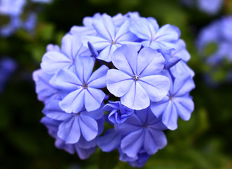 Plumbago Leadwort Blue Flower Periwinkle