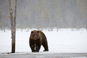 Brown bear in winter