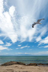 Fototapeta premium Beautiful beach at Chalkidiki peninsula, Greece