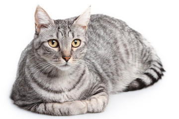 Gray cat on white background