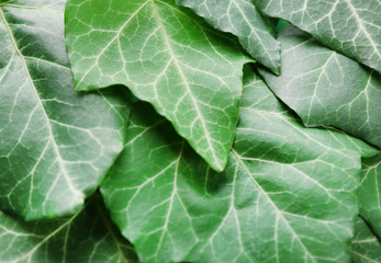 Fototapeta premium Green leaves, close up