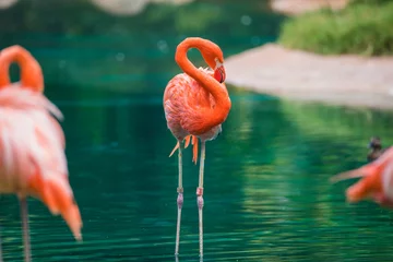 Fotobehang Another classic flamingo © Tyler Shortt