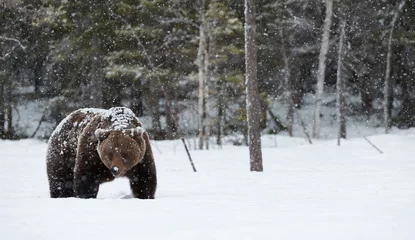 Deurstickers Brown bear in winter © lucaar