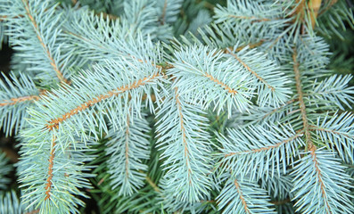 Naklejka na ściany i meble Beautiful fir tree branches, closeup. Christmas concept
