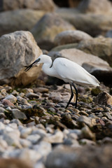 Little Egret, Heron, Egretta Garzetta