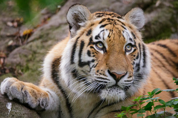 Fototapeta na wymiar Siberian tiger panthera tigris altaica in zoo