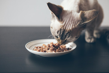 Obraz premium Piękny pręgowany kot siedzi obok talerza z jedzeniem umieszczonego na drewnianej podłodze i je mokre jedzenie cyny. Selektywne skupienie