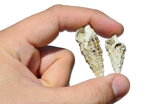 Two gastropod snail seashells held between adult man left index finger and thumb on white background