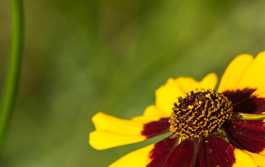 closeup of a colourful flower