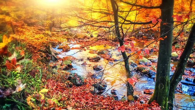 Autumn landscape with forest stream. Fall nature background