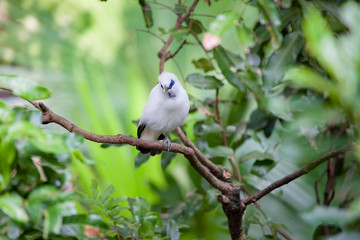 White exotic bird sitting on a branch