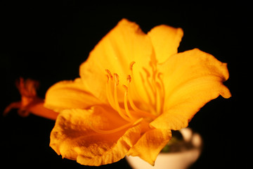 Yellow Flower Close Up With Black Background