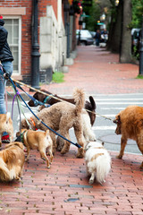 Dog walker with eight dogs on leashes. Location: Beacon Hill, Boston