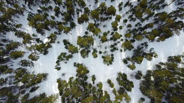 Aerial image from the top of snowy forest. Snowflakes and first snow.