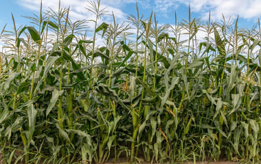 Organic corn waiting for harvest and sale at a market.