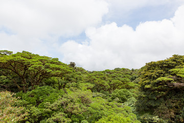 Fototapeta na wymiar Lush trees rainforest canopy Monteverde Costa Rica