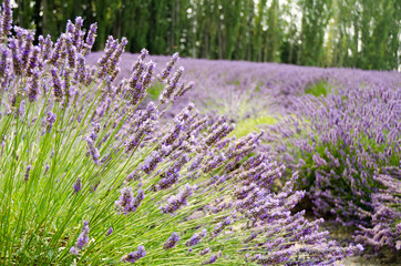 Lavender up close