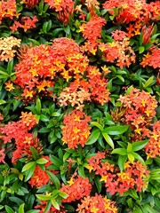 Fototapeta na wymiar The Ixora plant is loved by many because it produces clusters of star-shaped flowers all year round.