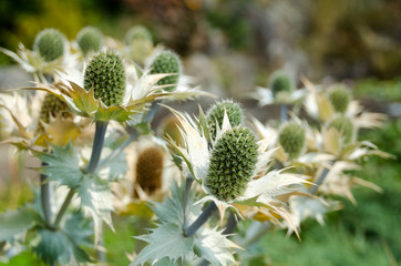 Green and white teasel