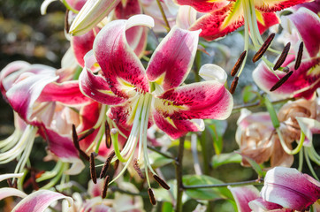 Red oriental lilies
