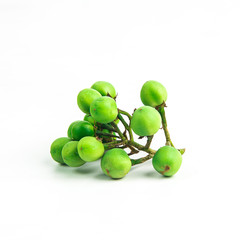 Solanum torvum ,Turkey berry   on white background