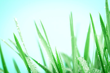 Fototapeta na wymiar fresh green grass with droplets after the rain background