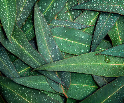 Nature Eucalyptus leaves with water rain drop background