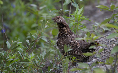 Spruce Grouse Hen
