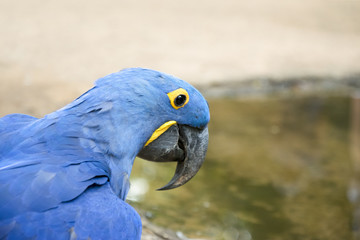 Arara Azul